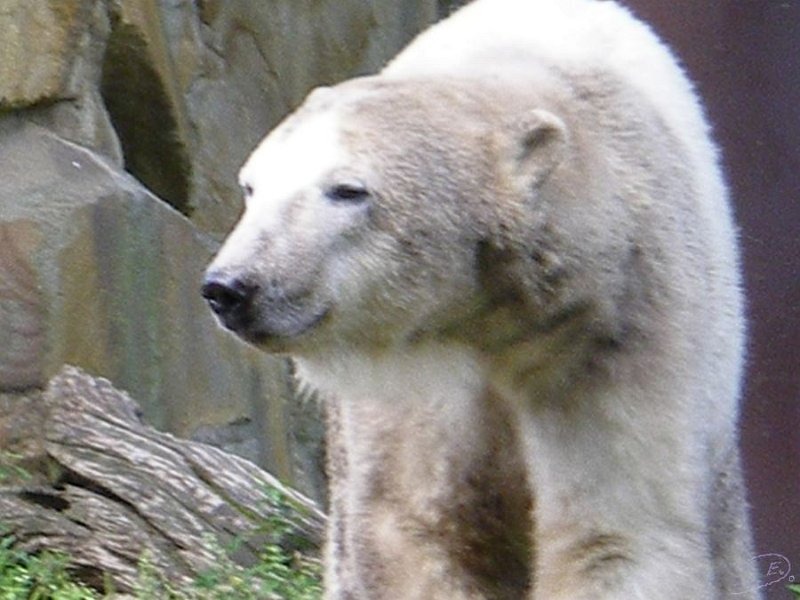 Knut_August10_big_18.jpg - Meine Knut Bilder