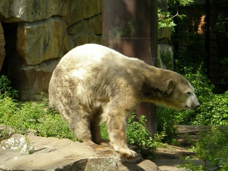 Knut_August10_big_20.jpg - Meine Knut Bilder