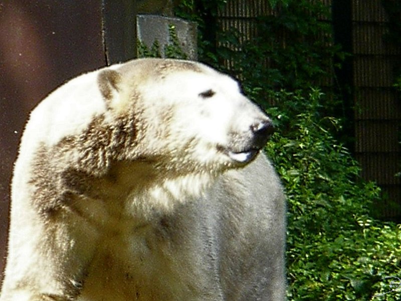 Knut_August10_big_21.jpg - Meine Knut Bilder