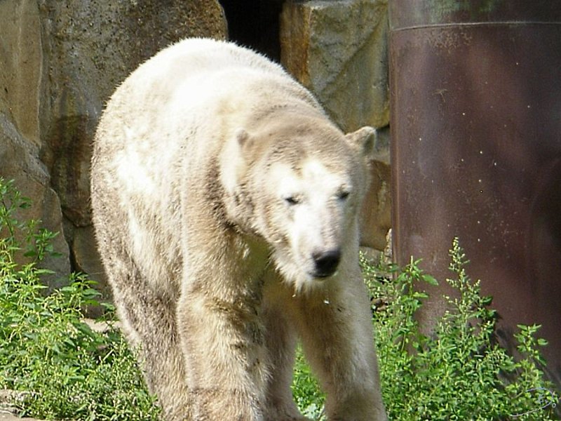 Knut_August10_big_23.jpg - Meine Knut Bilder