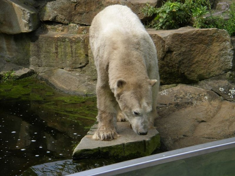 Knut_August10_big_29.jpg - Nehme ich eben noch ein Bad