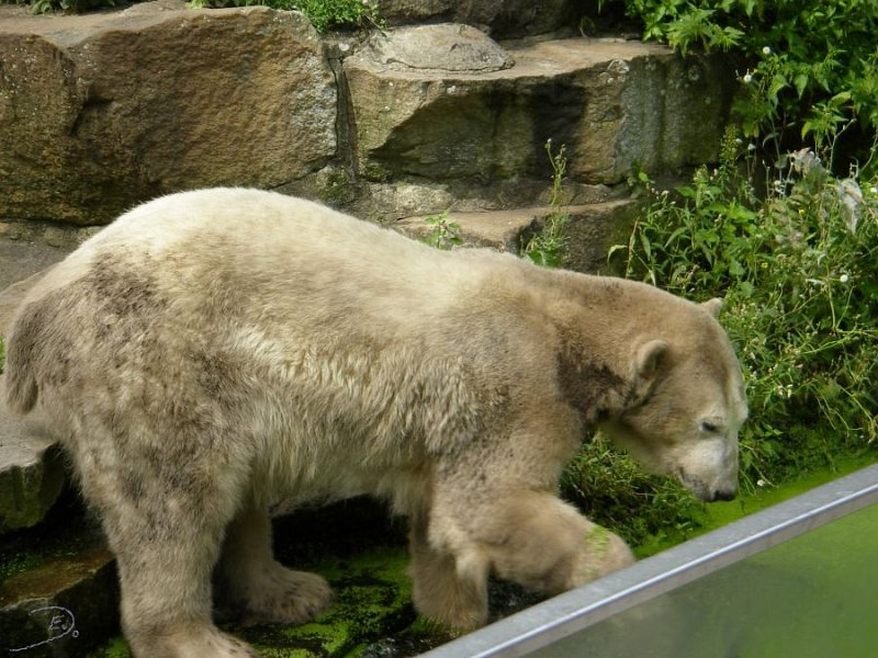 Knut_August10_big_30.jpg - Ist so grün heute...