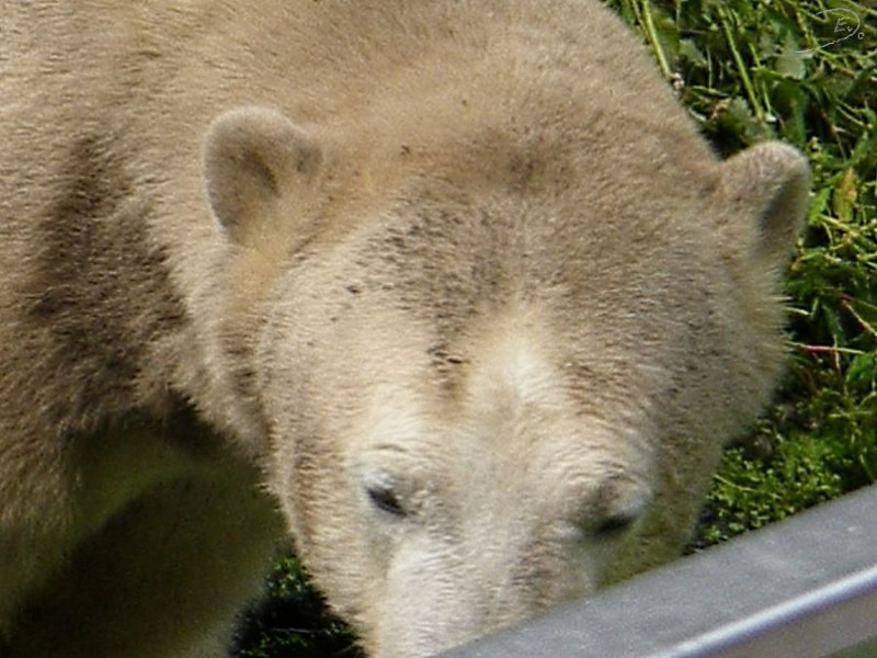 Knut_August10_big_31.jpg - Meine Knut Bilder