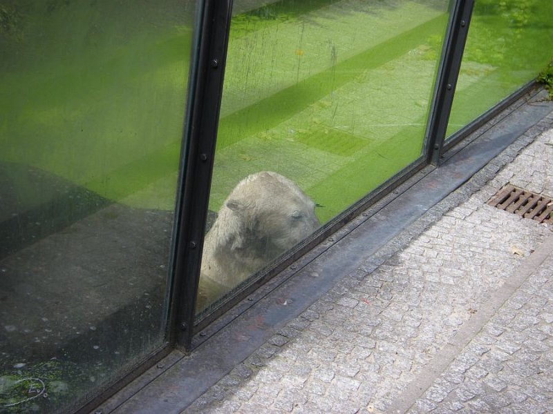 Knut_August10_big_34.jpg - Meine Knut Bilder