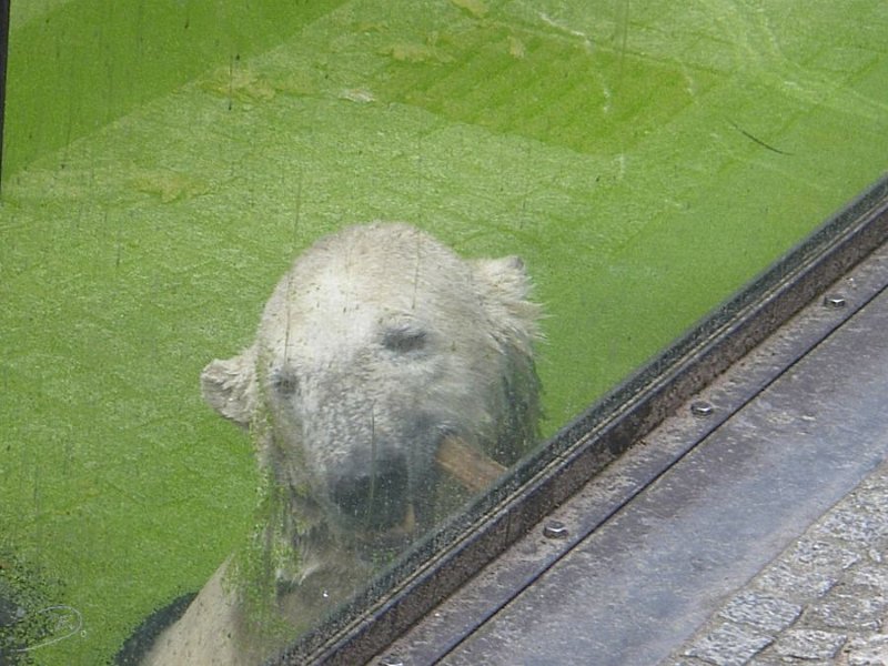 Knut_August10_big_36.jpg - Im Wasser kann man auch spielen...