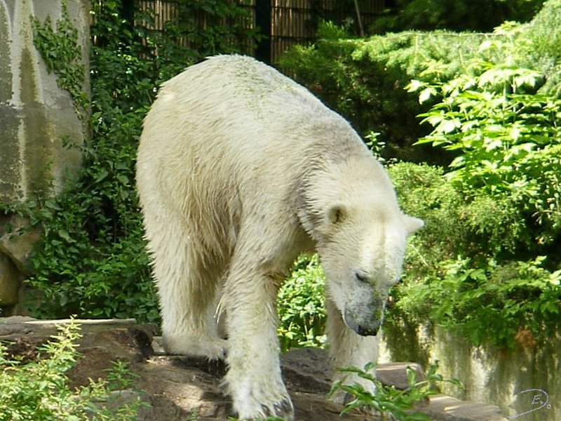 Knut_August10_big_47.jpg - Meine Knut Bilder