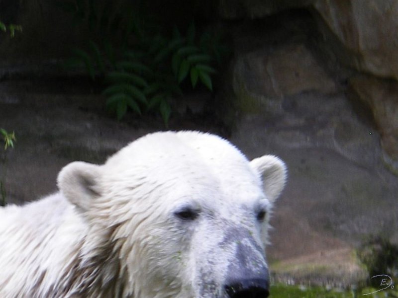 Knut_August10_big_50.jpg - Meine Knut Bilder