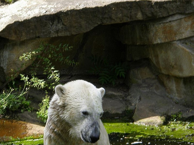 Knut_August10_big_53.jpg - Meine Knut Bilder