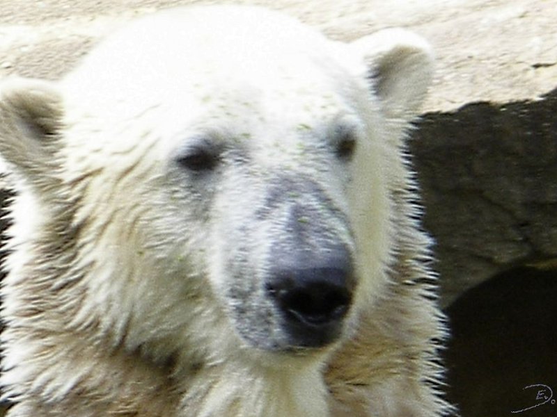 Knut_August10_big_56.jpg - Meine Knut Bilder