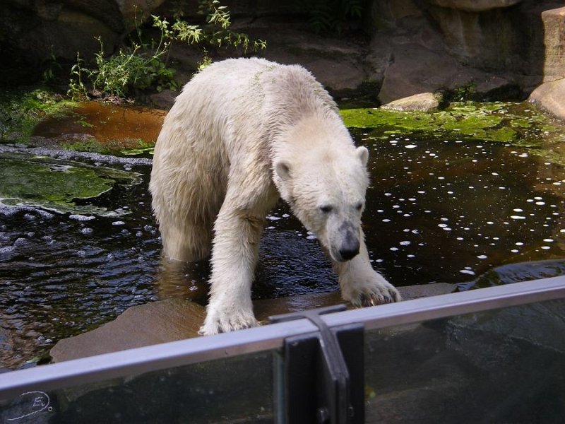 Knut_August10_big_57.jpg - Ins Wasser muß er auch, wenn er alles Fressen will