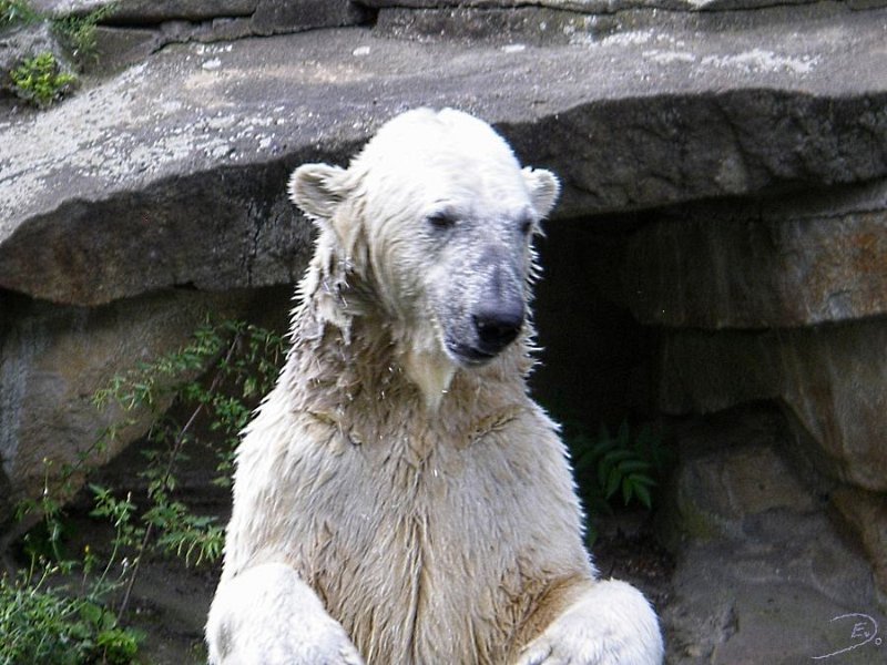 Knut_August10_big_61.jpg - Meine Knut Bilder