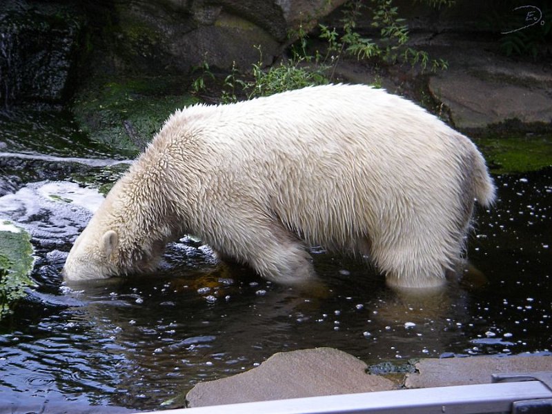 Knut_August10_big_63.jpg - Irgendwo muß noch was sein