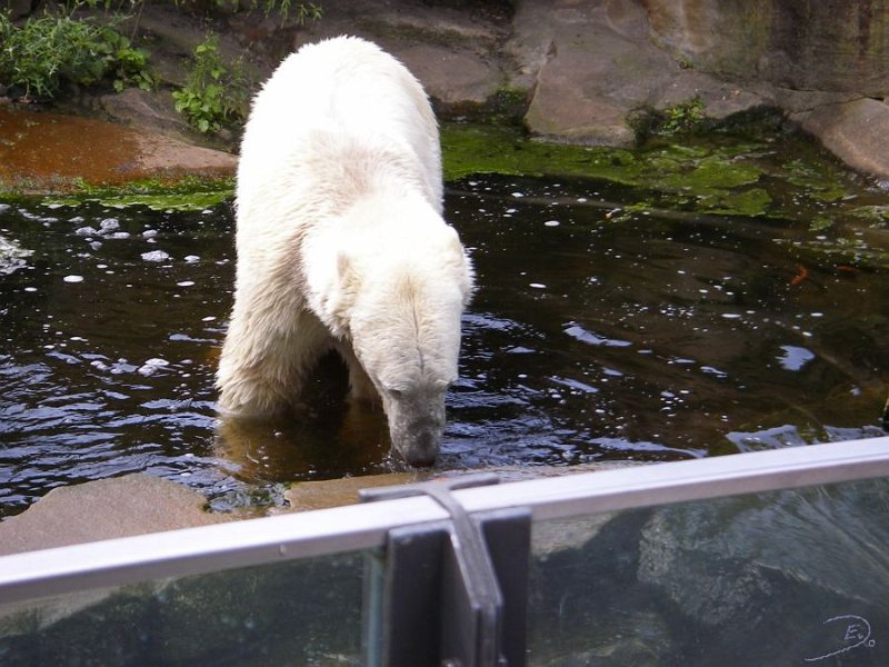 Knut_August10_big_64.jpg - Meine Knut Bilder