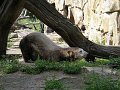 Knut_August10_big_03