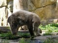 Knut_August10_big_08