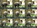 Knut_August10_big_09