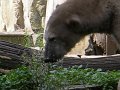 Knut_August10_big_11