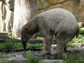 Knut_August10_big_12