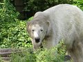 Knut_August10_big_15