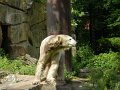 Knut_August10_big_16