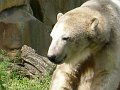 Knut_August10_big_17