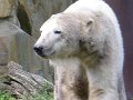 Knut_August10_big_18