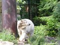 Knut_August10_big_19