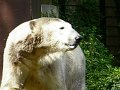 Knut_August10_big_21