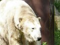 Knut_August10_big_22