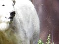 Knut_August10_big_24