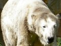 Knut_August10_big_25