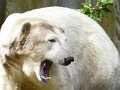 Knut_August10_big_26