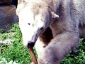 Knut_August10_big_27