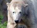 Knut_August10_big_28