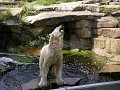 Knut_August10_big_48