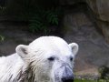 Knut_August10_big_50