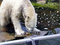 Knut_August10_big_52