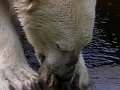 Knut_August10_big_55