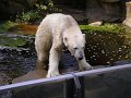 Knut_August10_big_57