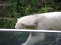 Knut_August10_big_58