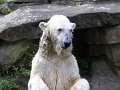 Knut_August10_big_61