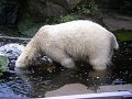 Knut_August10_big_63