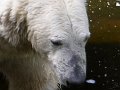 Knut_August10_big_65