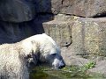 Knut_August10_big_67